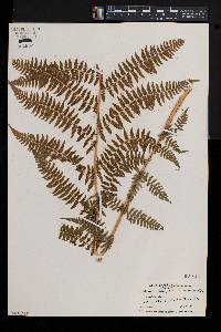 Athyrium cyclosorum image