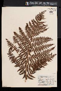 Athyrium asplenioides var. cyclosorum image