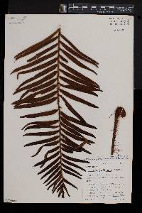 Blechnum auratum image