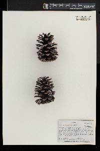 Pinus australis image