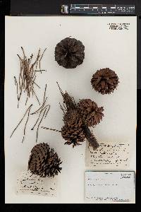 Pinus pungens image