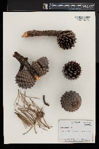 Pinus pungens image