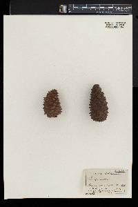 Pinus montana image