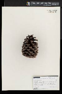 Pinus engelmannii image