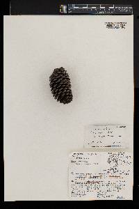 Pinus rudis image