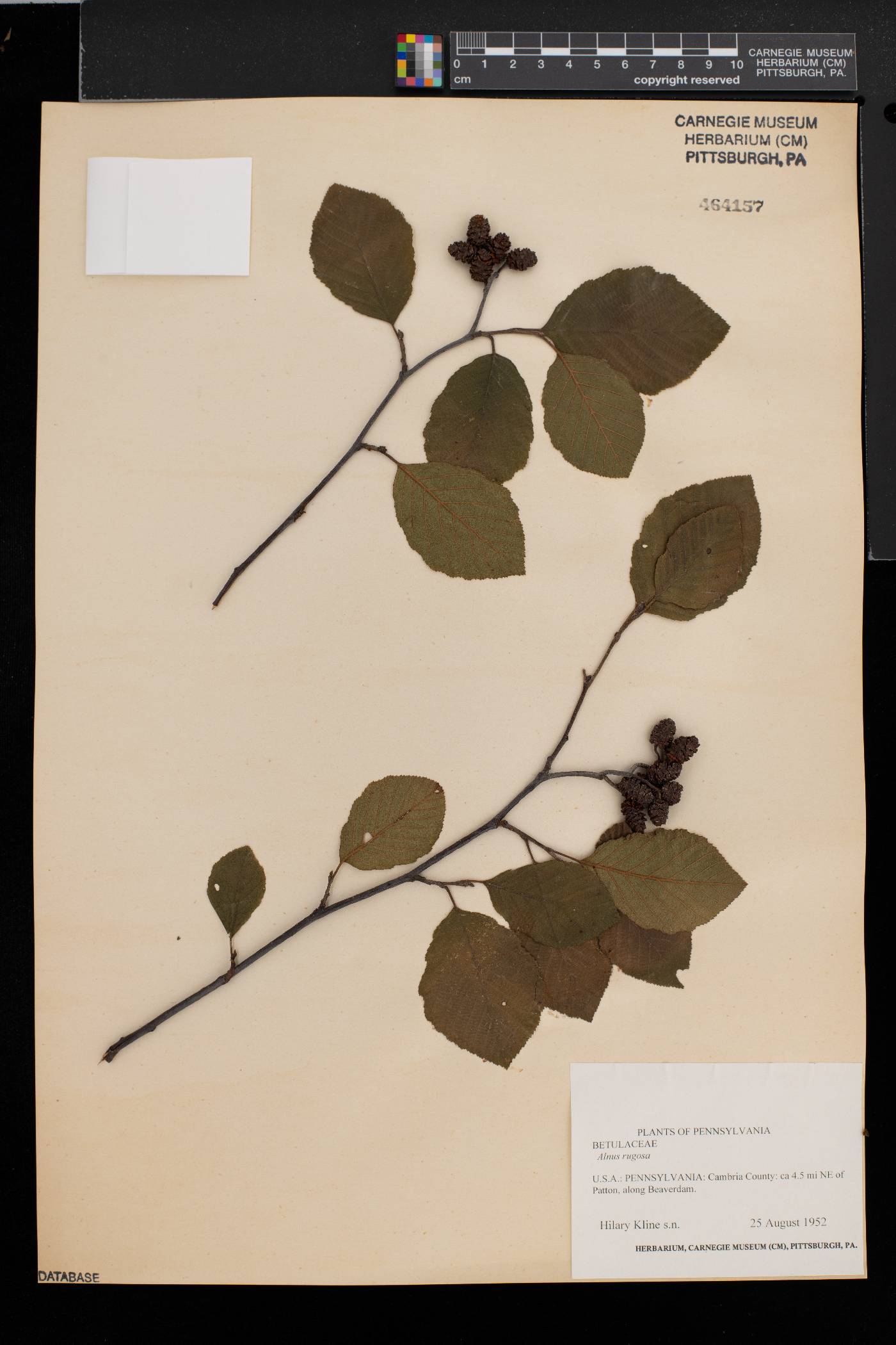 Alnus rugosa image