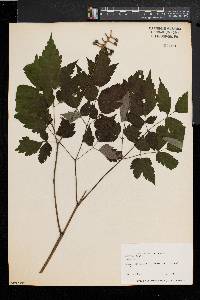 Actaea alba image