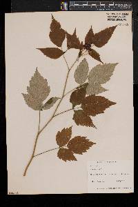 Rubus occidentalis image