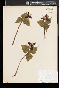 Trillium erectum image