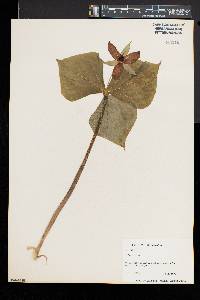 Trillium erectum image