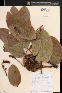 Isoberlinia angolensis image