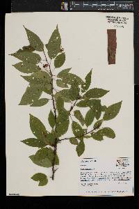 Prunus pensylvanica image