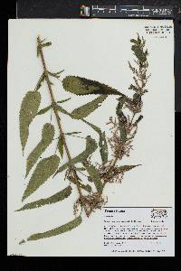 Urtica gracilis image