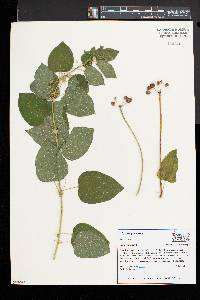 Smilax herbacea image