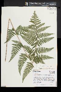 Dryopteris × triploidea image