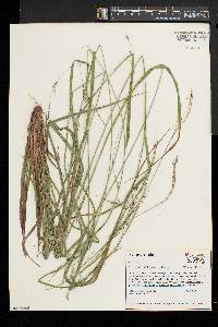 Carex debilis var. rudgei image