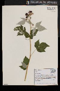 Rubus occidentalis image