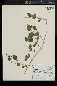 Rubus flagellaris image