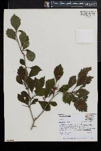 Crataegus punctata image