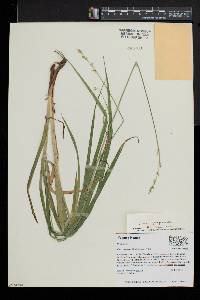 Carex sparganioides image