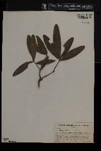 Quercus phellos image
