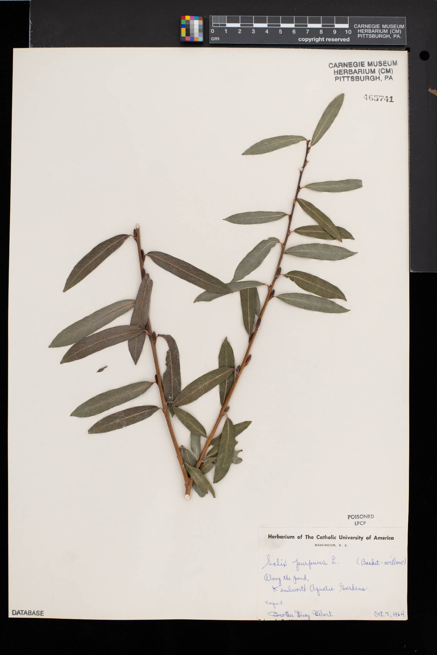 Salix purpurea image