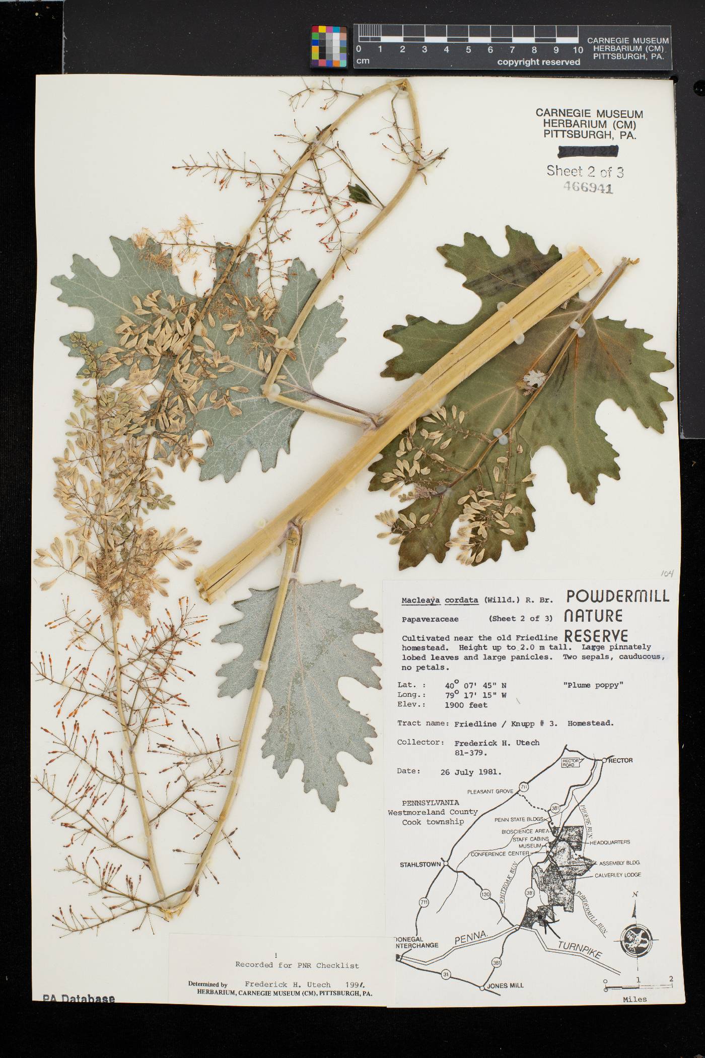 Macleaya cordata image