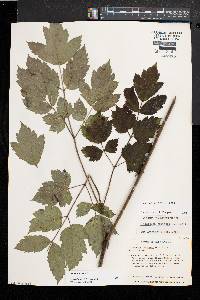 Actaea racemosa image