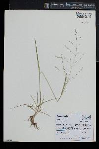 Poa alsodes image