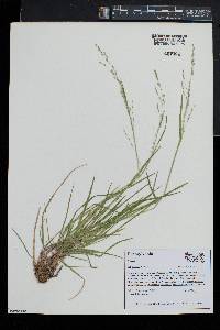 Poa alsodes image