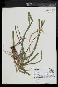 Carex scabrata image