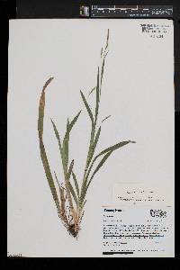 Carex laxiculmis image