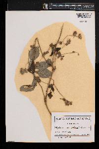 Blepharis maderaspatensis image