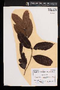 Landolphia micrantha image