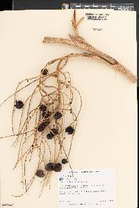 Sabal bermudana image
