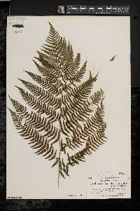 Athyrium filix-femina var. asplenioides image