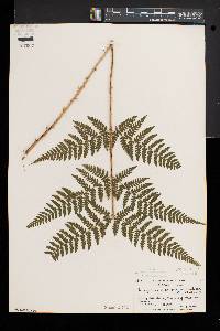 Dryopteris × triploidea image