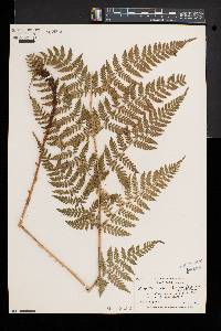 Dryopteris × triploidea image