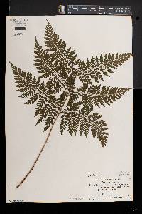 Dryopteris × triploidea image