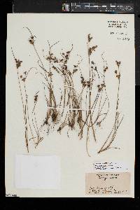 Juncus brevicaudatus image