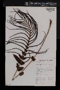 Blechnum capense image