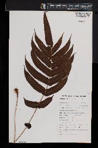 Blechnum capense image