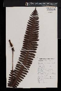 Blechnum discolor image