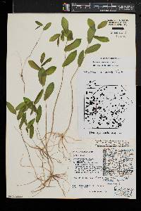 Uvularia perfoliata image