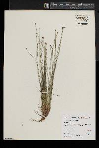 Eleocharis erythropoda image