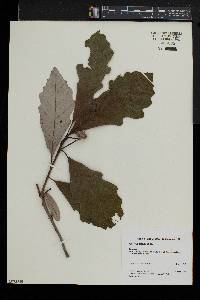 Quercus bicolor image