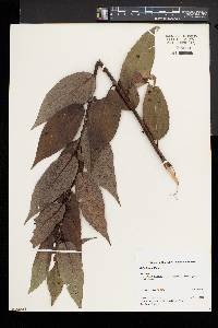 Salix lucida image