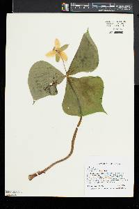 Trillium flexipes image