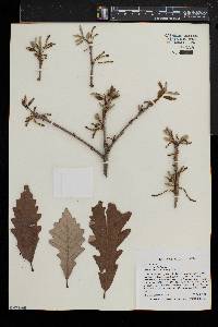 Quercus bicolor image