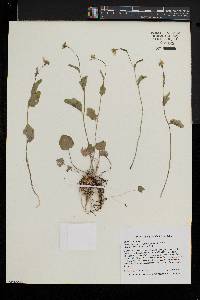 Cardamine bulbosa image